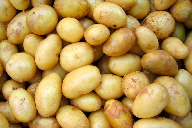 Ранний картофель