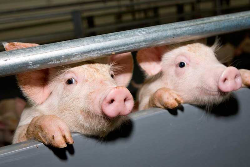Поголовье свиней в 2018 станет меньше