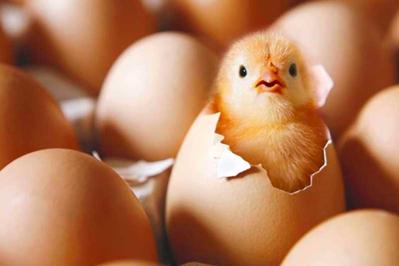 Выводимость яиц