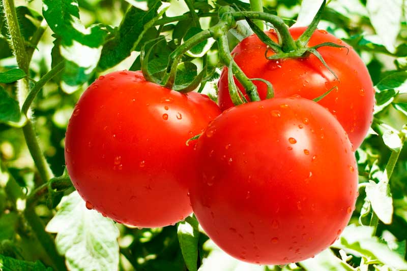 Технология выращивания томатов в открытом грунте