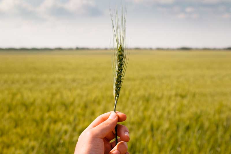 Выращивание пшеницы – бизнес план