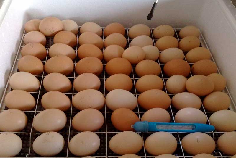 Инкубация яиц в инкубаторе