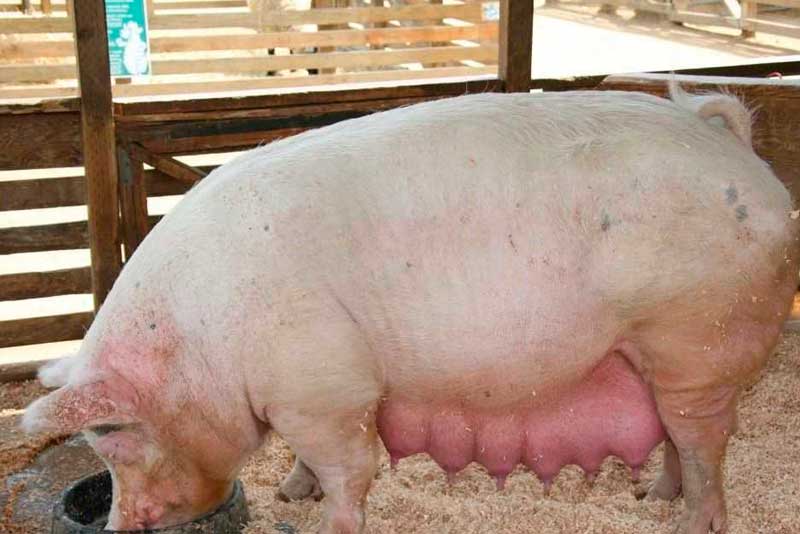 Симптомы послеродовой дисгалактии у свиноматок