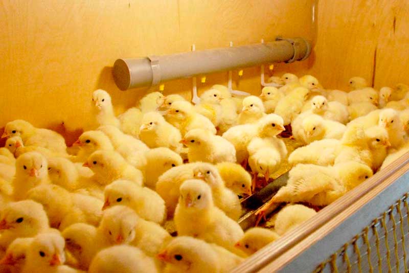 Выращивание цыплят – бройлеров
