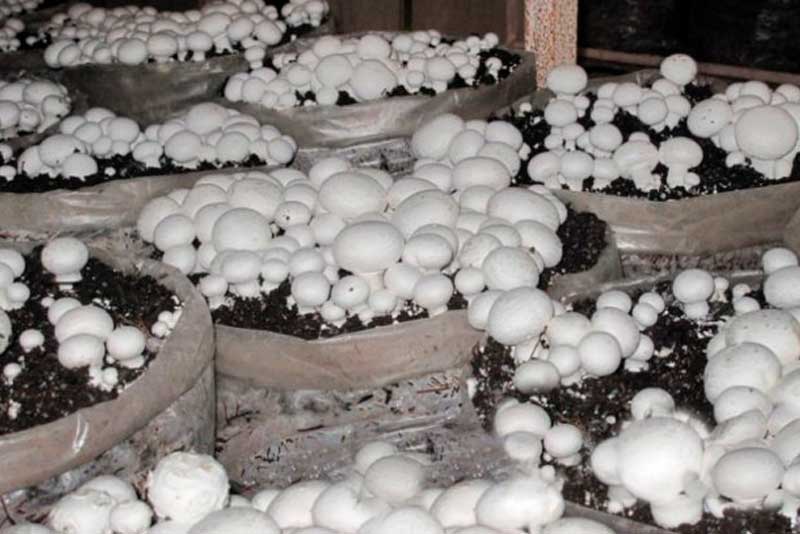 Выращивание грибов как бизнес идея