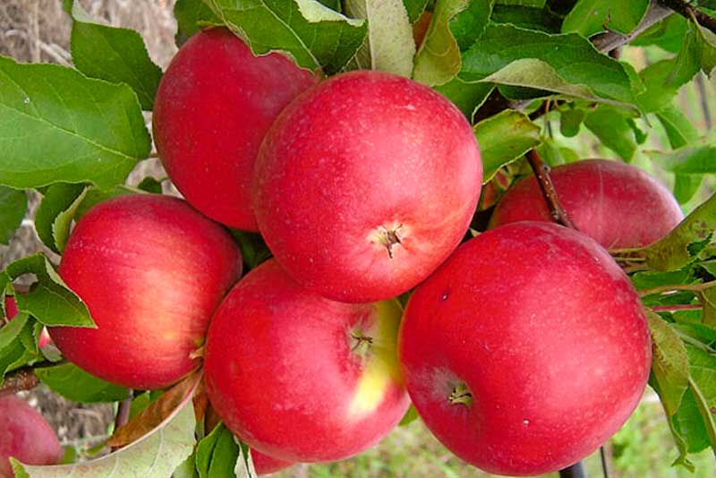 Выращивание яблони