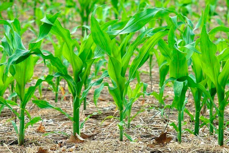 Выращивание сахарной кукурузы