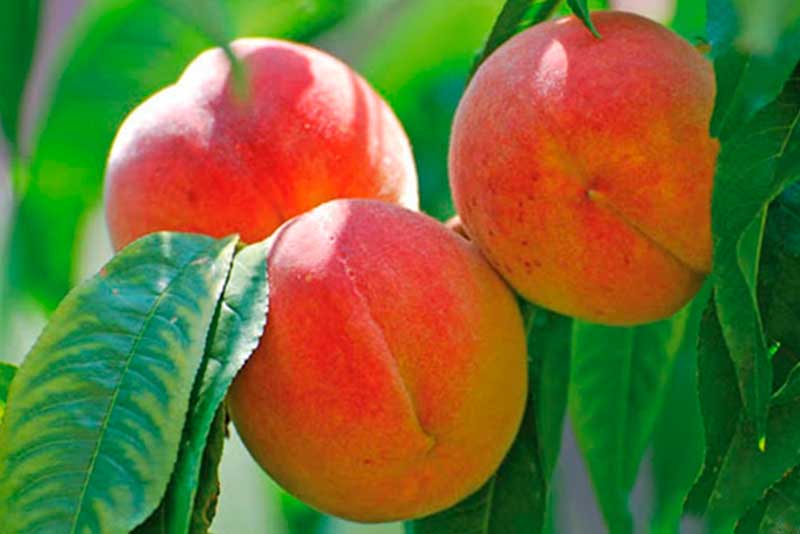 Выращиваем персик